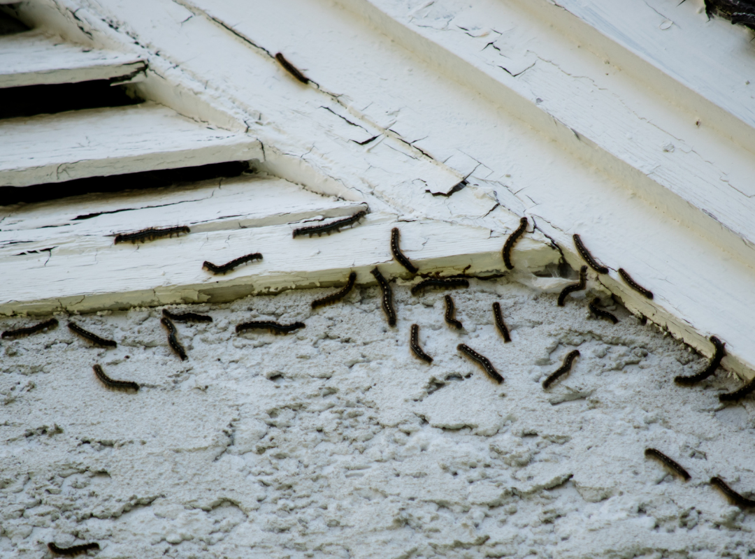 Milford Pressure Washing