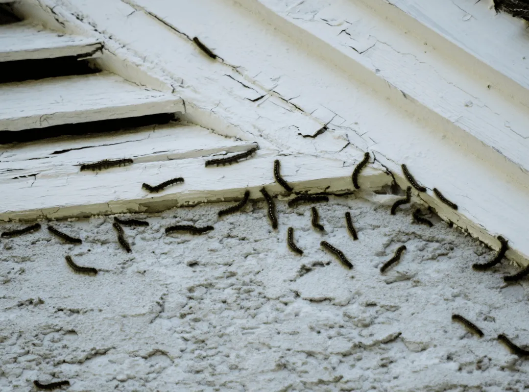 Biohazard Cleanup Services Milford Pressure Washing