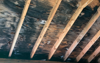How Fast Does Mold Grow After Water Damage?