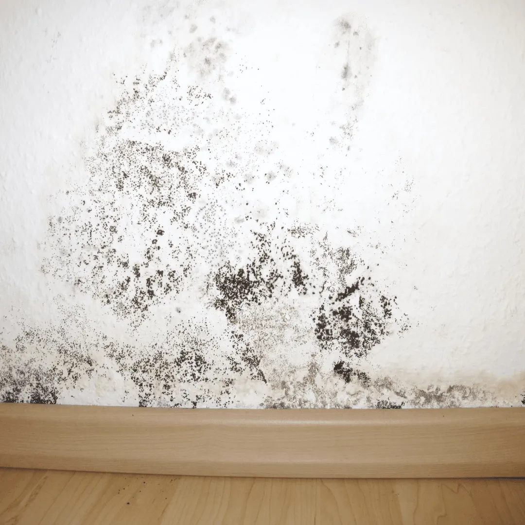 New England Pressure Cleaning