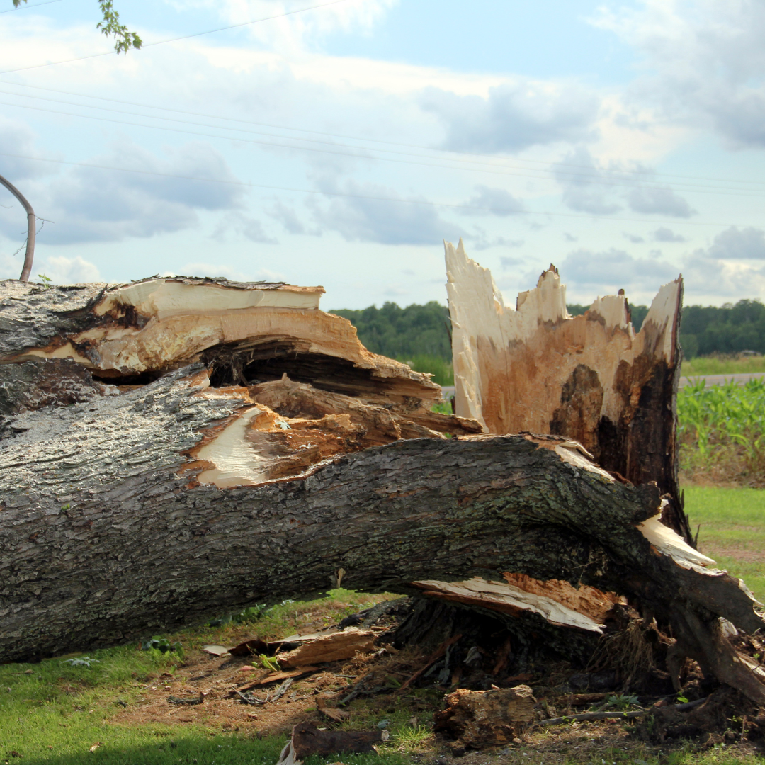 Wind Damage (1) Pressure Washing